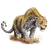 Leopard Download Png