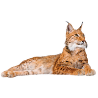 Lynx Png Picture