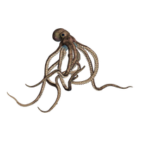 Octopus Transparent