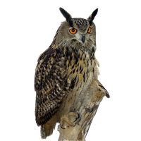 Owl Png Clipart