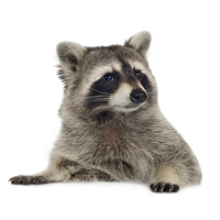Raccoon Png Picture