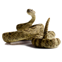 Rattlesnake Png Picture