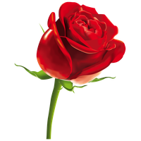 Rose Png Picture