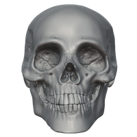 Skeleton Head Free Png Image