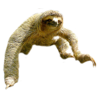 Sloth Png Picture