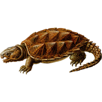 Snapping Turtle Free Download Png