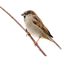 Sparrow Free Download Png