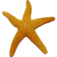 Starfish Transparent