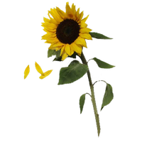 Sunflowers Free Download Png