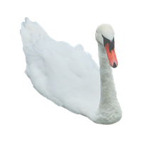 Swan Free Png Image
