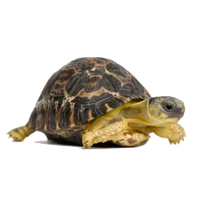 Tortoise Picture