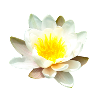 Water Lily Free Png Image