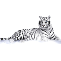 White Tiger Download Png