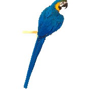 Blue Parrot Png Image Download