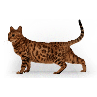 Kitten Png Image Download Picture 