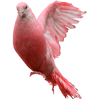 Pink Pigeon Png Image