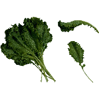 Salad Png Image