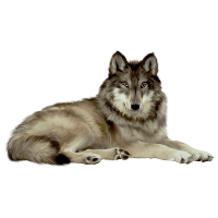 White Wolf Png Image Picture Download