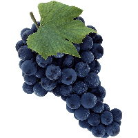 Grape Png Image Download Picture