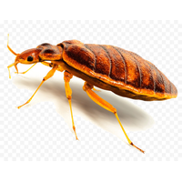 Bed Bug PNG Image High Quality