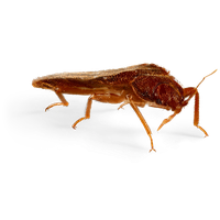 Bed Bug HD Free Clipart HD