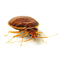 Bed Bug Image Free Download PNG HQ