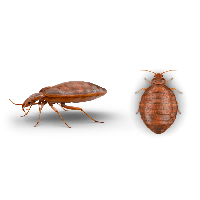 Bed Bug Free Download PNG HQ