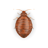 Bed Bug Photos Download Free Image