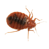 Bed Bug Picture HQ Image Free PNG