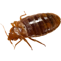 Bed Bug Picture PNG File HD