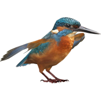 Kingfisher HD PNG Free Photo