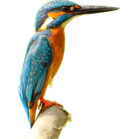 Kingfisher Picture Free HD Image