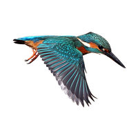 Kingfisher Download Free Image