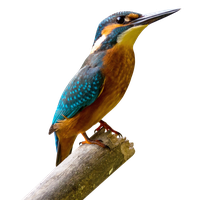 Kingfisher Download Image Free Download PNG HD