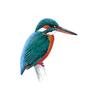Kingfisher Download Download Free Image