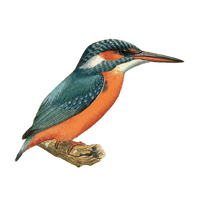 Kingfisher Image Free Clipart HD