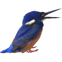 Kingfisher Free Download PNG HQ