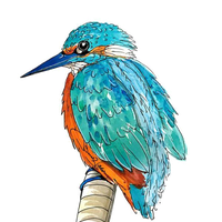 Kingfisher Picture HQ Image Free PNG