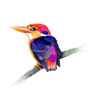 Kingfisher Free PNG HQ