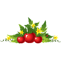 Picture Tomato Png Image