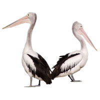Pelican Free Clipart HD