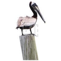 Pelican PNG Image High Quality
