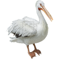 Pelican Download Free Image