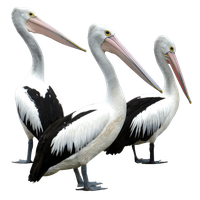 Pelican Images Free Photo PNG