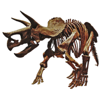 Triceratop Download Image Free Download Image
