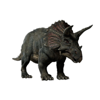 Triceratop Image Free Download Image