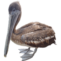 Pelican Download HD Image Free PNG