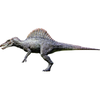 Spinosaurus Download PNG File HD
