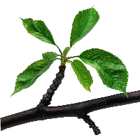 Green Leaves Branch Png