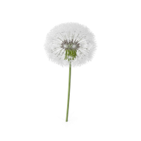 Colored Dandelion Image HQ Image Free PNG